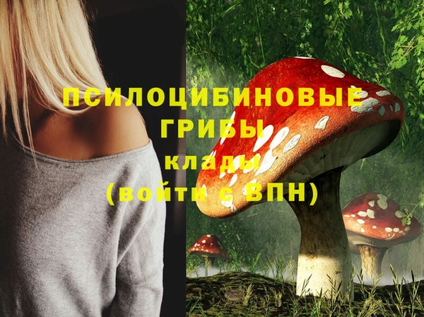 хмурый Аркадак