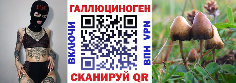 Купить где  Волосово  Галлюциногенные грибы Psilocybine cubensis 