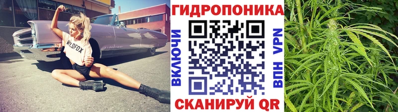 Купить закладки  Волосово  Конопля сатива 